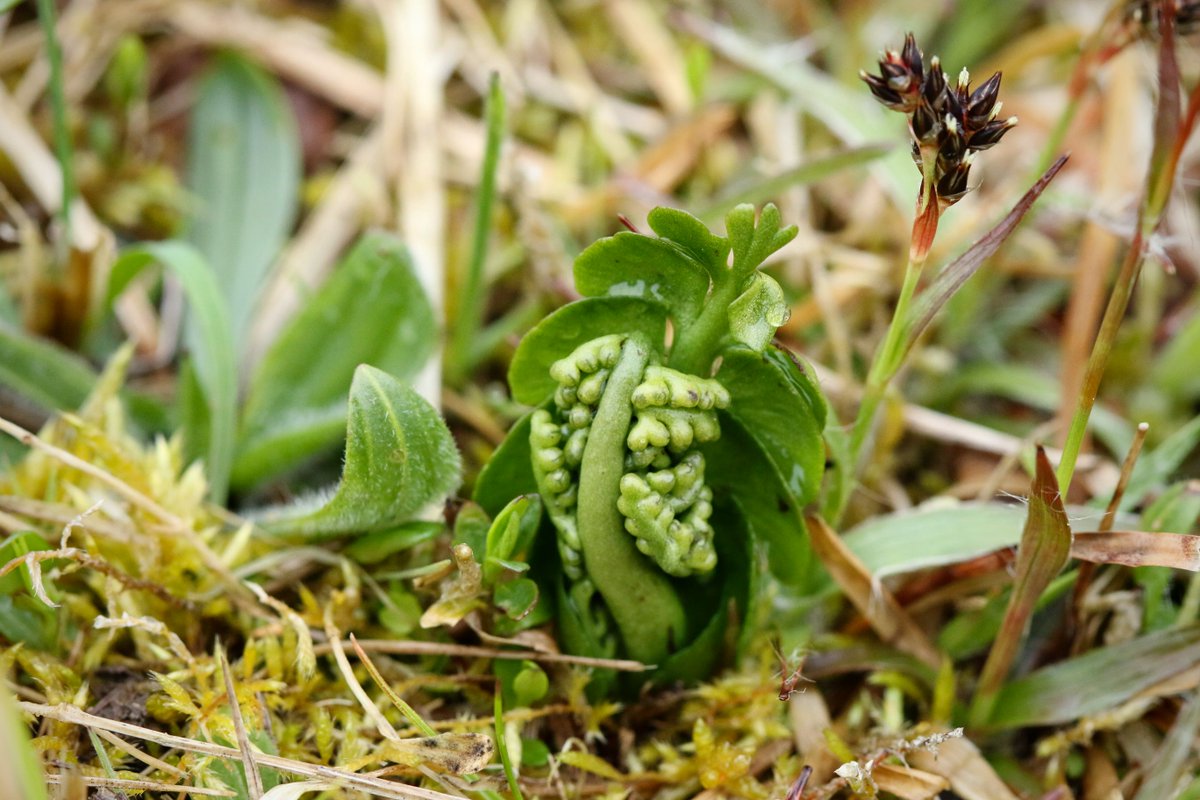 SterbovaJitka's tweet photo. Tak je to tak, na Kocelovických pastvinách roste další silně ohrožený druh - vratička měsíční (#Botrychium lunaria). 
Koukněte, jak se ty kukličky hezky otevírají 💚
A poblíž byly ještě dvě další, a kdoví, třeba jsem ještě nějakou přehlídla...
#kytkoosveta https://t.co/9jfLKzsTyj