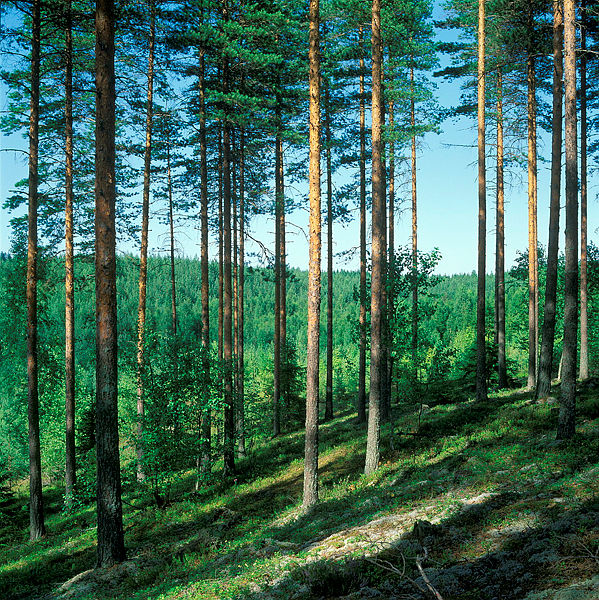 Fossiilisen muovin korvaamiseen on vaihtoehtoja! Biopohjaisilla materiaaleilla selkeitä ilmastohyötyjä. Laajassa tutkimuksessa tarkasteltiin mahdollisuuksia ja esteitä: luke.fi/fi/uutiset/fos… Lue lisää muovitiekarttatyöstä: muovitiekartta.fi #kiertotalous #muovitiekartta