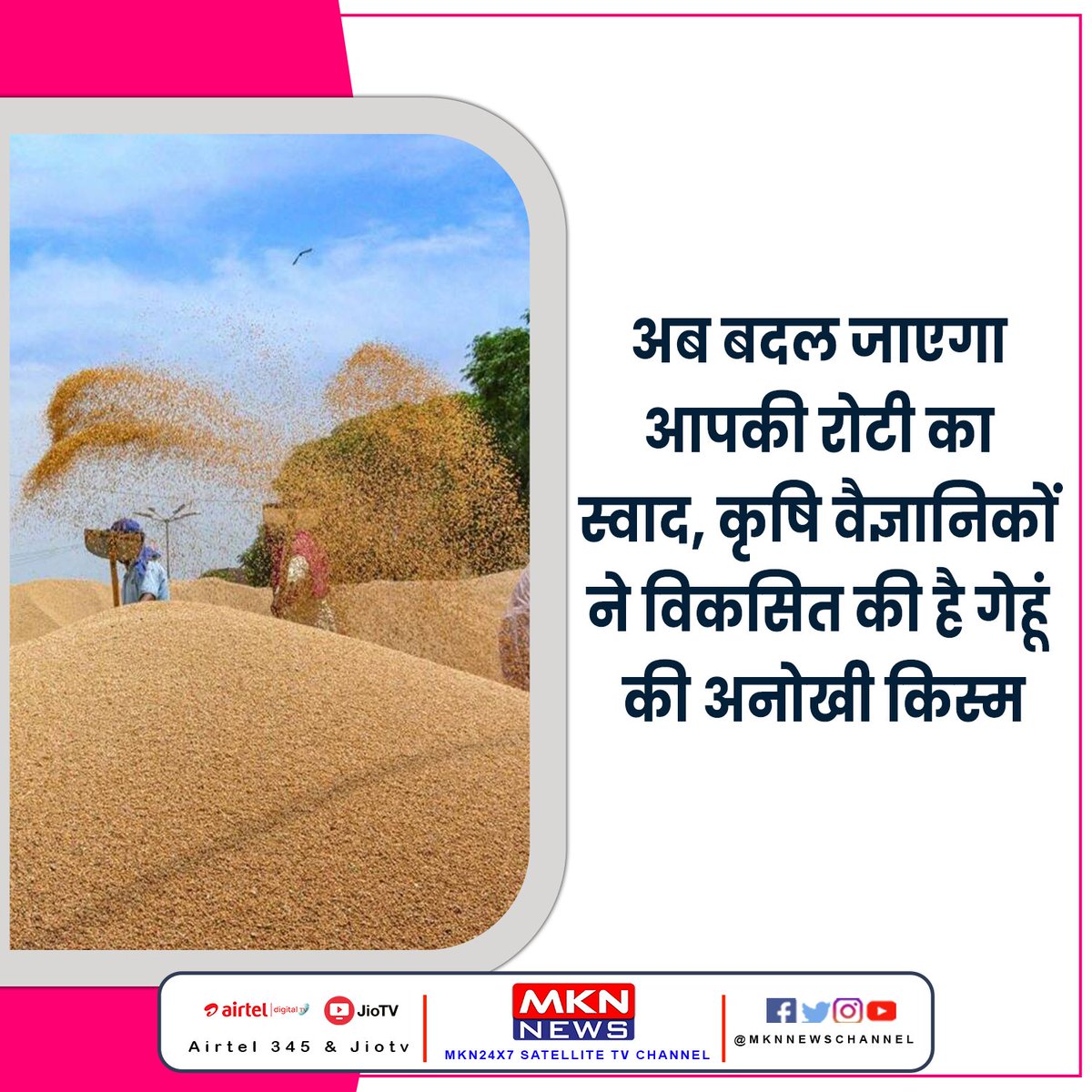 MKNLIVE's tweet photo. अब बदल जाएगा आपकी रोटी का स्वाद, कृषि वैज्ञानिकों ने विकसित की है गेहूं की अनोखी किस्म
अधिक जानकारी > https://t.co/ZKeCETvzjR

#agriculture | #agriculturelife | #WheatFarming | #farming | #Wheat https://t.co/m2or9RxVue