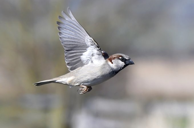Italian Sparrow habitat