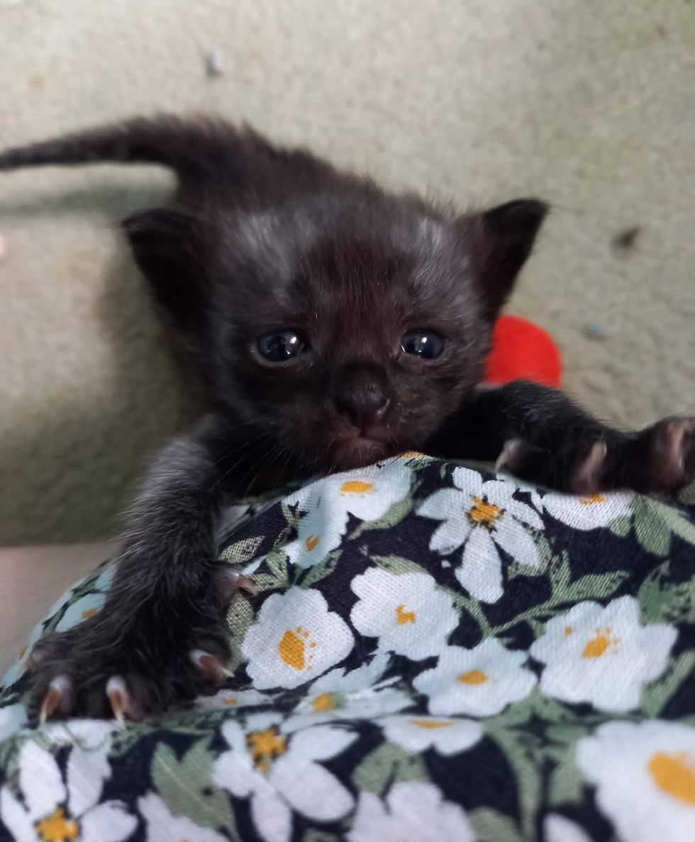 OSmidth's tweet photo. Kitten Arrives as Orphan Eager for Warmth, and Finds Cat Who Doesn't Hesitate to Take Him in https://t.co/8mBofnlJoN 
 #kittens #cats #cat #kitten #meow #catlovers #catslover #KITTENS #adoptdontshop #kittenseason https://t.co/zpcmSTdx9O