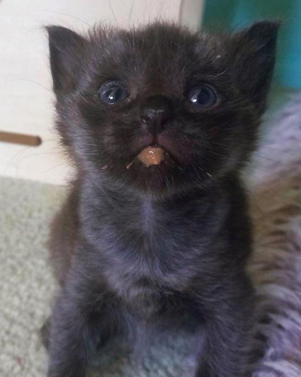 OSmidth's tweet photo. Kitten Arrives as Orphan Eager for Warmth, and Finds Cat Who Doesn't Hesitate to Take Him in https://t.co/8mBofnlJoN 
 #kittens #cats #cat #kitten #meow #catlovers #catslover #KITTENS #adoptdontshop #kittenseason https://t.co/zpcmSTdx9O