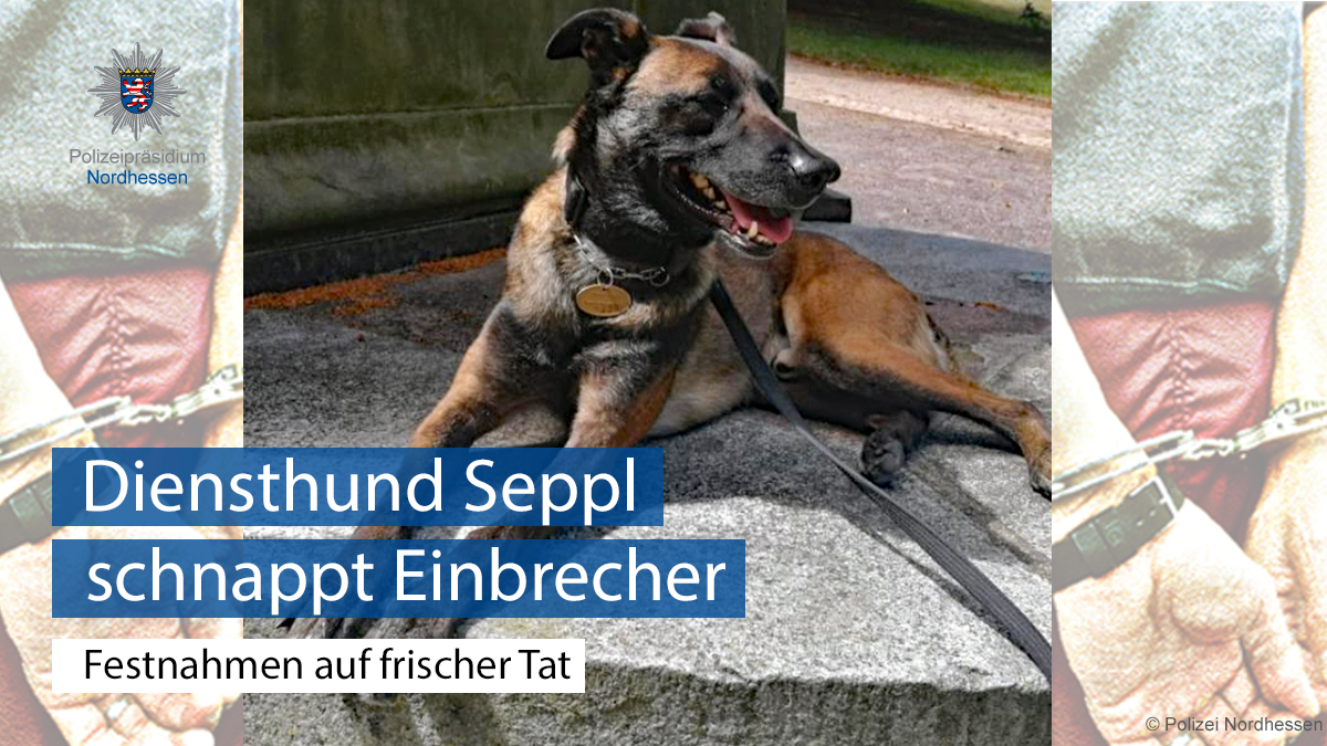 Polizei_NH's tweet photo. #Godjob:
Heute Morgen brachen zwei Männer in ein Geschäftsgebäude in #Kassel ein. Nachdem ein Zeuge die Polizei alarmiert hatte, gelang unseren hinzugeeilten Streifen die #Festnahme der beiden Täter. Diensthund Seppl unterstützte dabei tatkräftig.

Mehr: https://t.co/a427ux92Pf https://t.co/VRtSXOWjbL