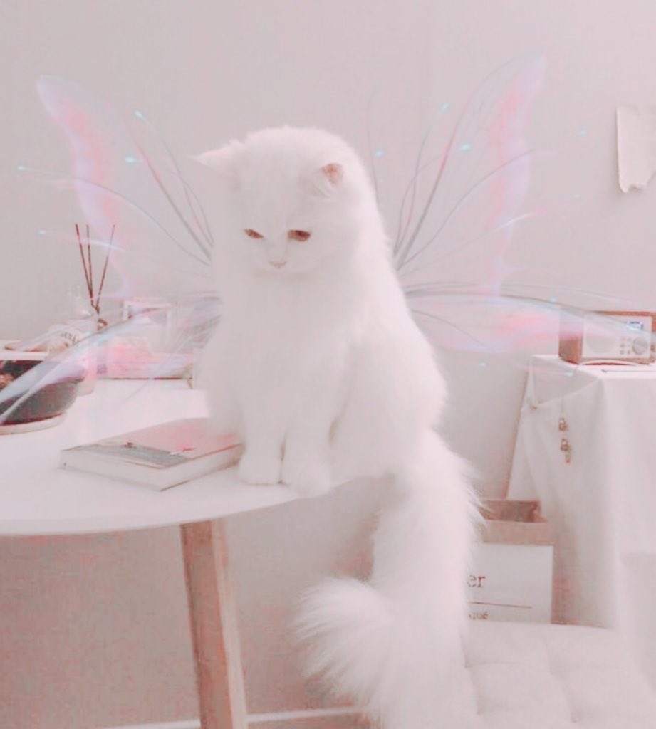 ꒰ᐢ𝙉𝙖𝙢𝙬𝙝𝙖𝙣ᐢ꒱⊹ෆ⊹ғᴛ.🐱🎀 tweet media