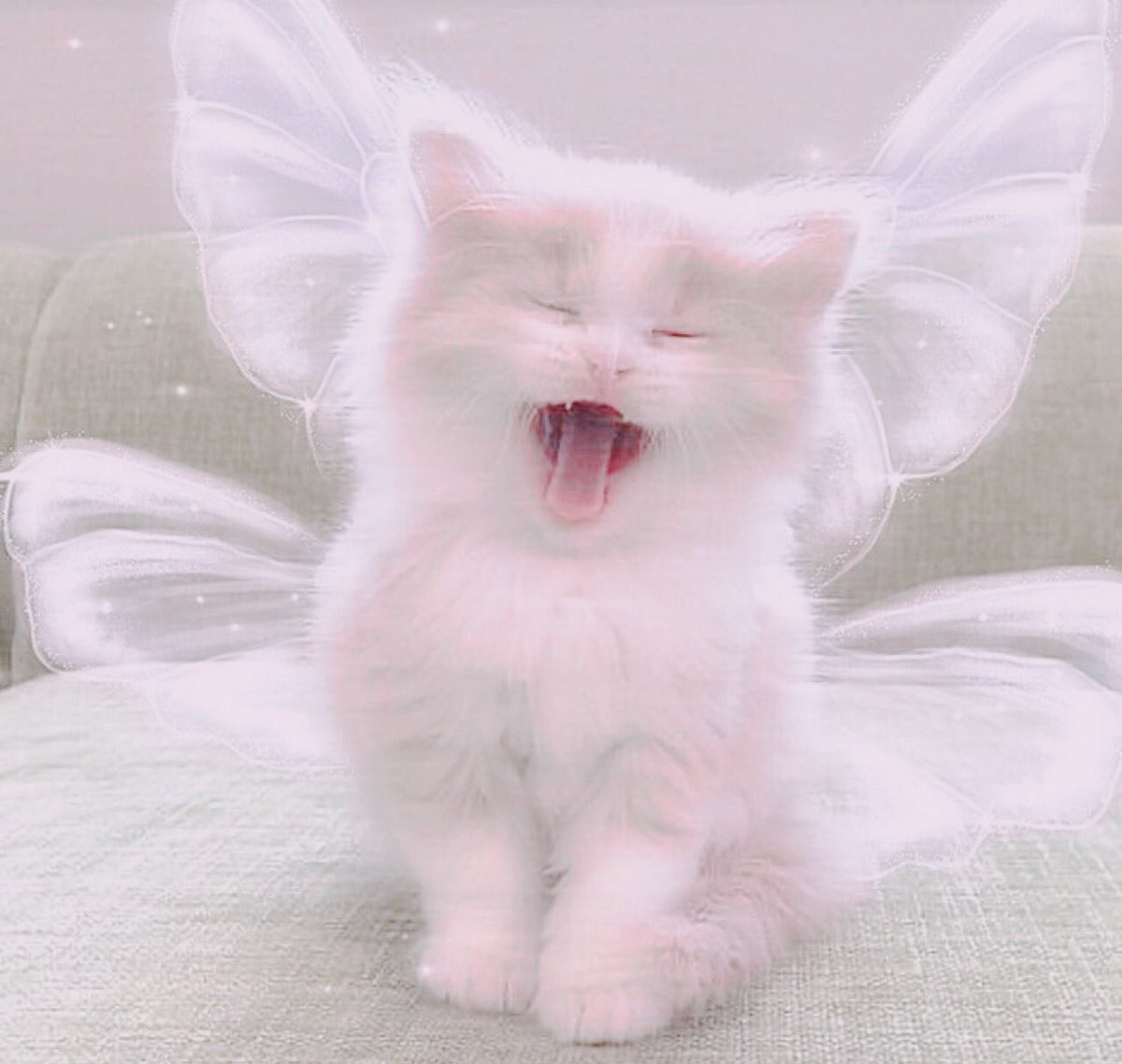 ꒰ᐢ𝙉𝙖𝙢𝙬𝙝𝙖𝙣ᐢ꒱⊹ෆ⊹ғᴛ.🐱🎀 tweet media