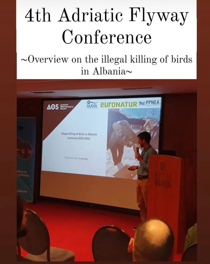 AOS_ALB's tweet photo. The 1st presentation held on Tuesday by #AOSALB, two other will be presented today on illegal killing of birds topics as well as wildlife poisoning 
#adriaticflyway4 #aos #aosalb  @EuroNaturORG @BirdLifeEurope @MirelaKumbaro https://t.co/P3WNfXxf2i