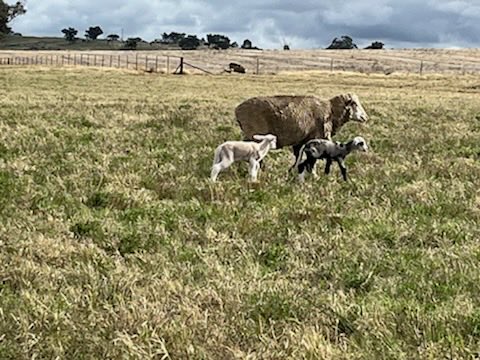 Deb Charlton tweet media