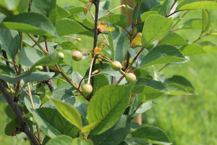 Greener Henley Invite You Garden &amp; Nature Events in May - henleyherald.com/2022/04/28/gre… #Henley @greenerhenley <a href="/ChelseaFringeHn/">ChelseaFringeHenley</a>