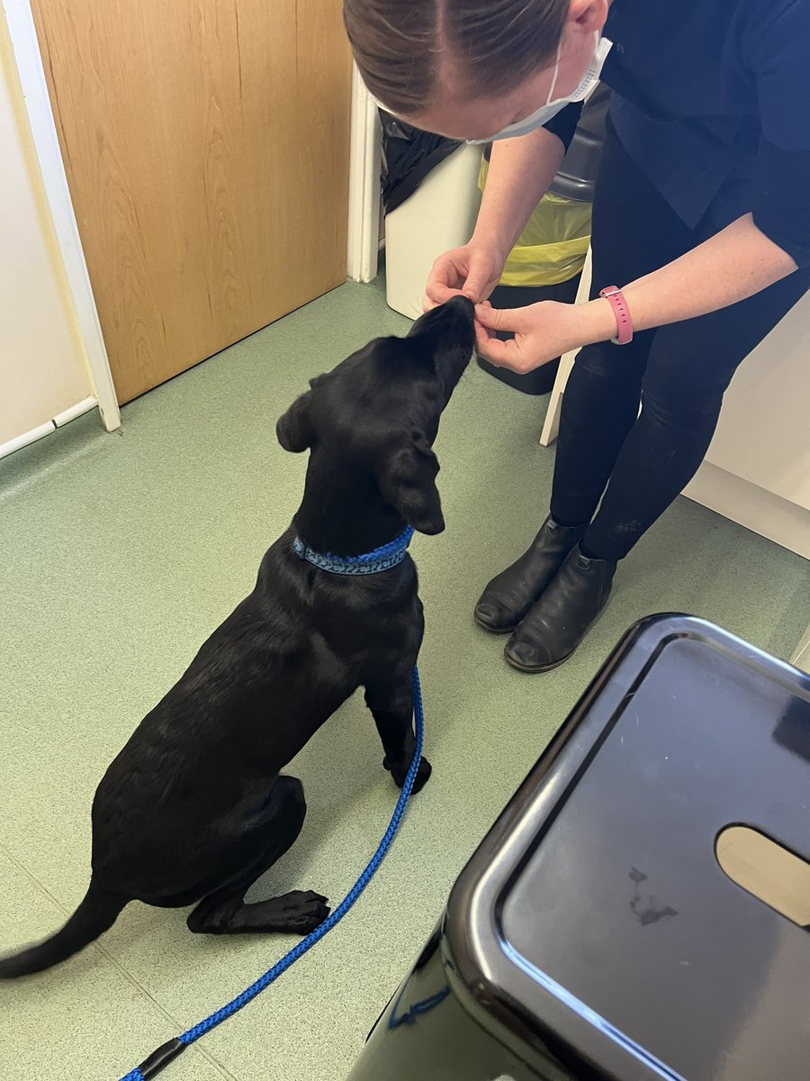 HertsFireDog's tweet photo. It was VIP check up time at the vets today for our little trainee #FIDog Loki. He was a big brave boy (probably something to do with all the attention and treats he received) and pleased to say that heโs doing well. #PuppyHealthCheck #GrowingFast #LabPuppy #VetCheckUp https://t.co/7Je6do38sV