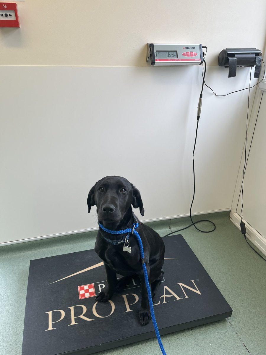 HertsFireDog's tweet photo. It was VIP check up time at the vets today for our little trainee #FIDog Loki. He was a big brave boy (probably something to do with all the attention and treats he received) and pleased to say that heโs doing well. #PuppyHealthCheck #GrowingFast #LabPuppy #VetCheckUp https://t.co/7Je6do38sV