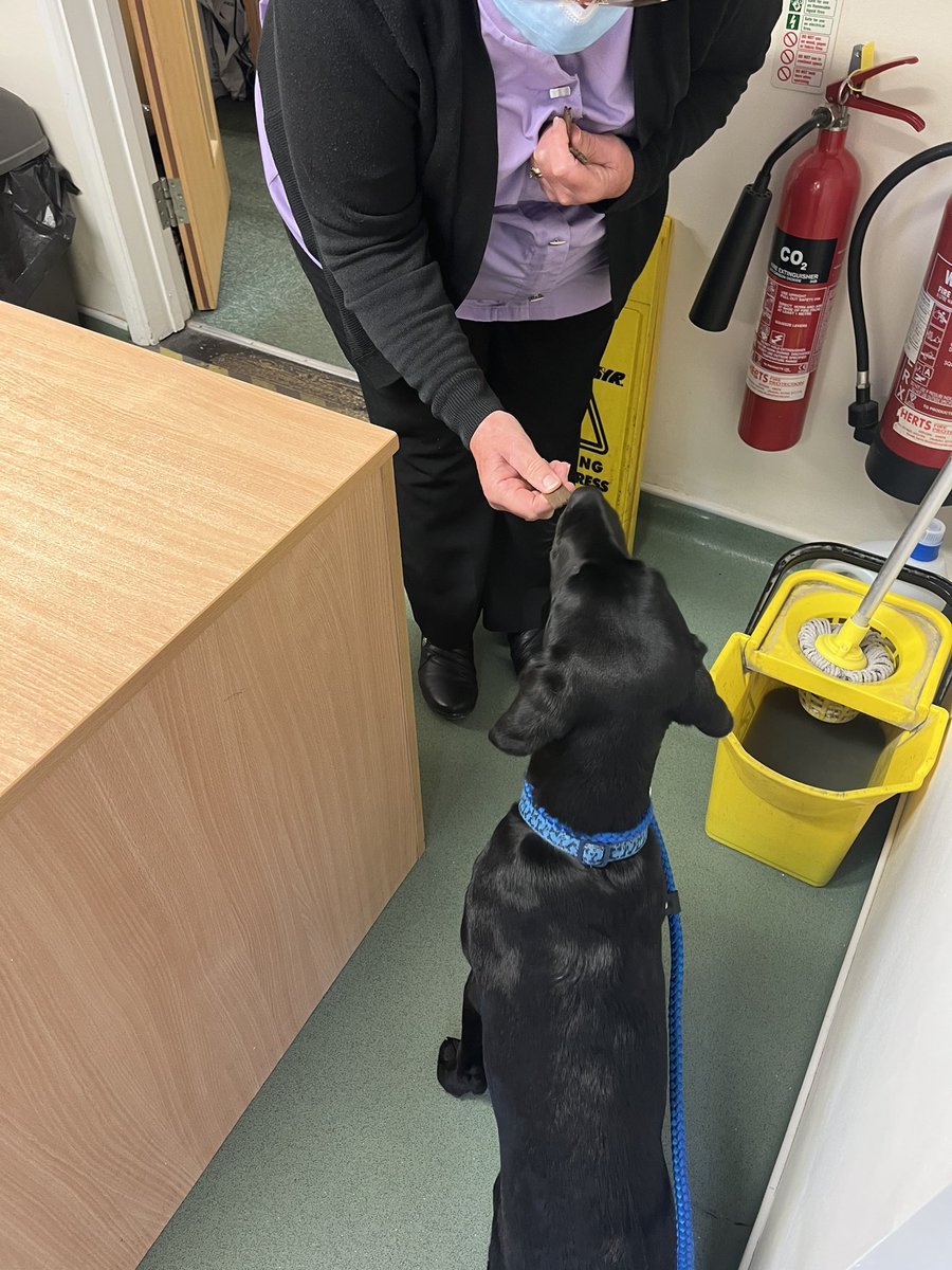 HertsFireDog's tweet photo. It was VIP check up time at the vets today for our little trainee #FIDog Loki. He was a big brave boy (probably something to do with all the attention and treats he received) and pleased to say that heโs doing well. #PuppyHealthCheck #GrowingFast #LabPuppy #VetCheckUp https://t.co/7Je6do38sV