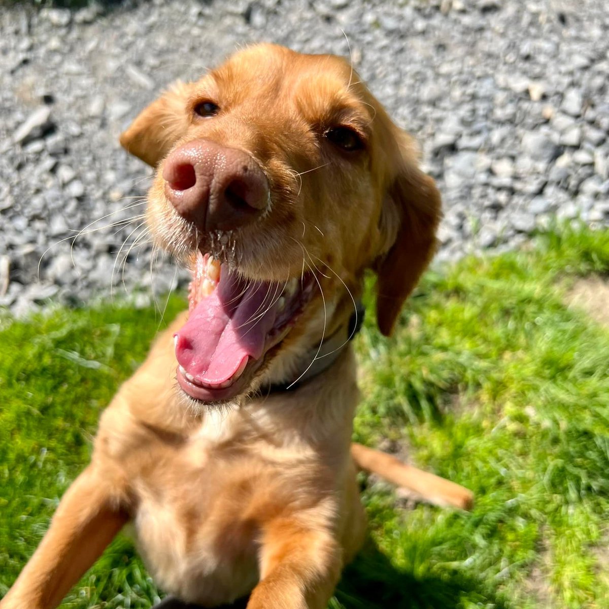 Wagtail_Courses's tweet photo. Here's FREDDs (Free Running Explosive Detection Dog) Daisy.
Wagtail FREDDs are trained to screen #cargo for a range of explosive materials, and currently used at international airports across the UK.
#FREDDs #detectiondogs #WagtailUK #snifferdogs https://t.co/zmemkzB6CL