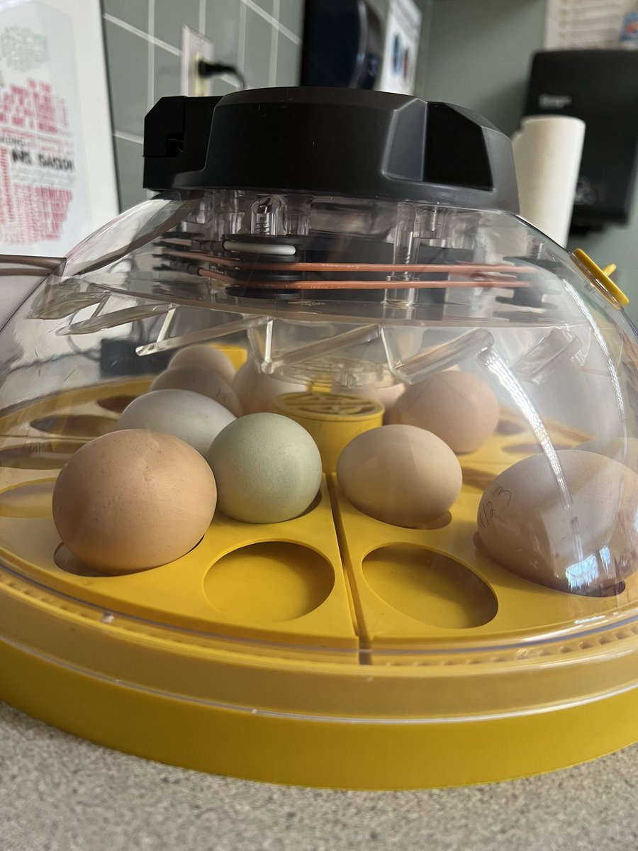 TheIsaksonTimes's tweet photo. Chick eggs have arrived and our scientists are already making observations. 🥚 https://t.co/upZcEWV6hz