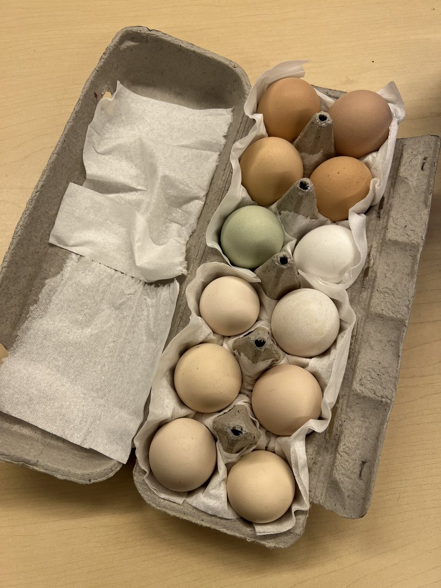 TheIsaksonTimes's tweet photo. Chick eggs have arrived and our scientists are already making observations. 🥚 https://t.co/upZcEWV6hz