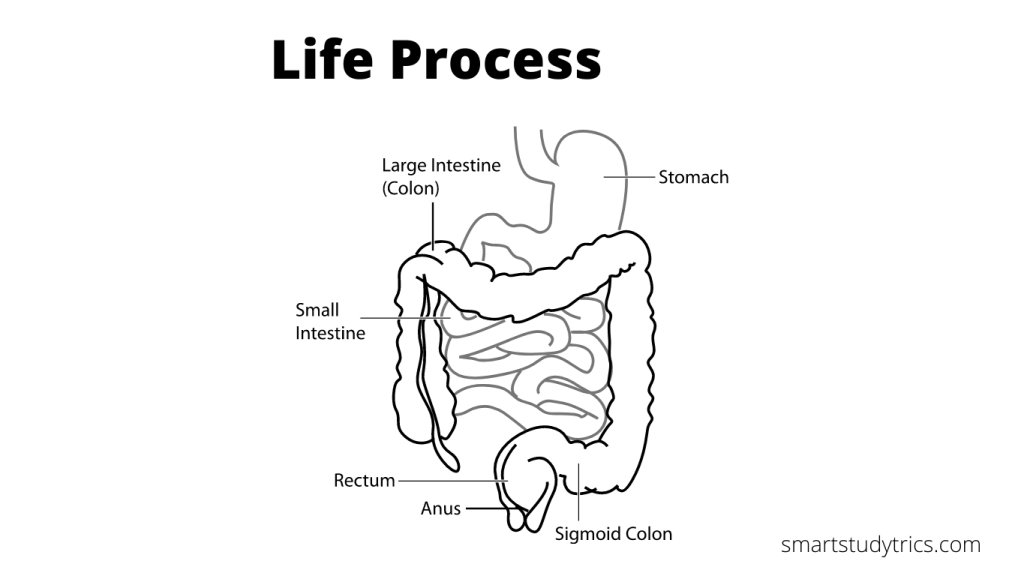 HerbsScience's tweet image. smartstudytrics.com/science-class-…
Science class 10th: Life Process
#smartstudytrics #ScienceClass10thLifeProcess #Life #Process #Science #Class10th