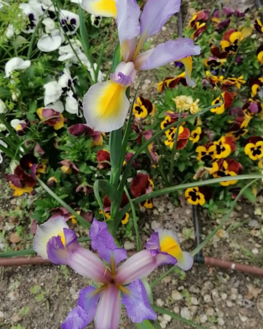 Llenamos la huerta con las flores y hortalizas de temporada que la Red de Huertos nos ha traído 💚🌱🥰 <a href="/ampacproma/">Ampacproma</a> <a href="/CEIPCiudadRoma/">C.E.I.P Ciudad de Roma</a> #huerto #naturaleza