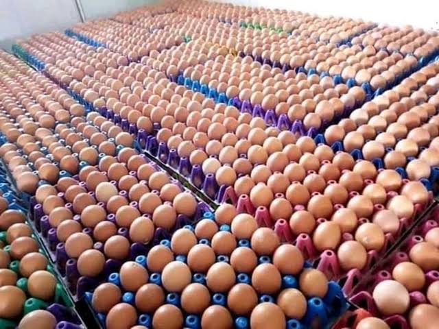 AfricanGrowers's tweet photo. A person with capital interested in fresh eggs๐ฅ sales and distribution from farm to table but has no idea. Kindly advise.
Tag a friend. #egg #eggs #eggvaluechain #distribution #freshegg #food #foodies #agribusiness #valuechain #investing #TAGsFarm https://t.co/s9eGmOAwhI