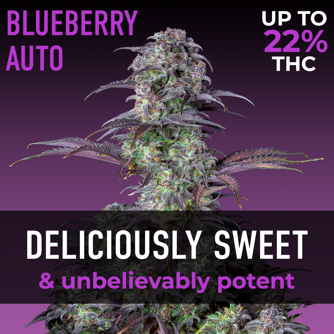 The_Vault_Seeds's tweet photo. How about the idea of having your favorite strain at home and always having a good top-quality stock?
Fast Buds Genetics presents Blueberry Auto!
🍬Sweeten Up Your Day With Berry Delicious Blueberry Buds.
#blueberryauto #fastbuds #semillasdemarihuanna #feminizadas #indica https://t.co/EFONCg8Icm