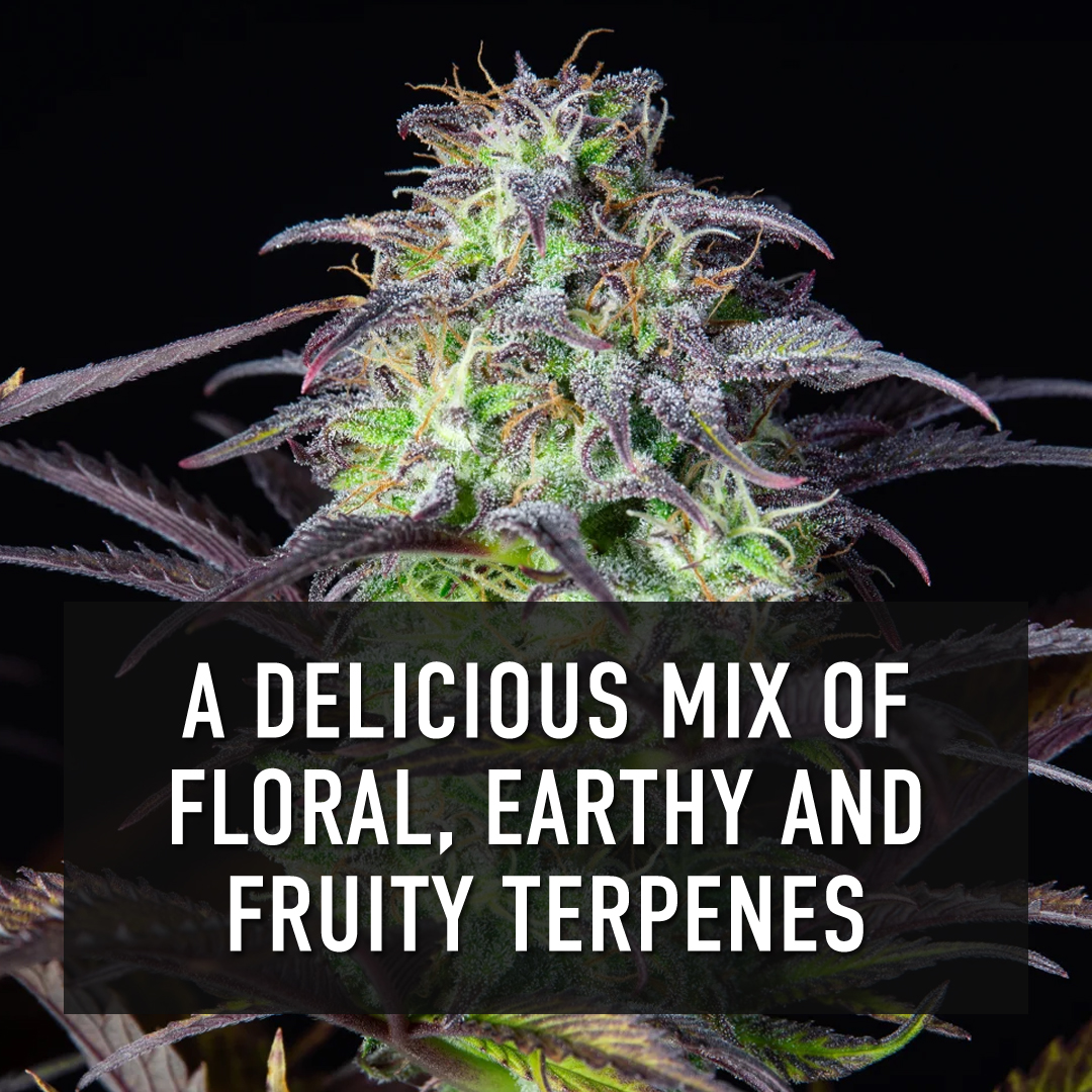 The_Vault_Seeds's tweet photo. How about the idea of having your favorite strain at home and always having a good top-quality stock?
Fast Buds Genetics presents Blueberry Auto!
🍬Sweeten Up Your Day With Berry Delicious Blueberry Buds.
#blueberryauto #fastbuds #semillasdemarihuanna #feminizadas #indica https://t.co/EFONCg8Icm