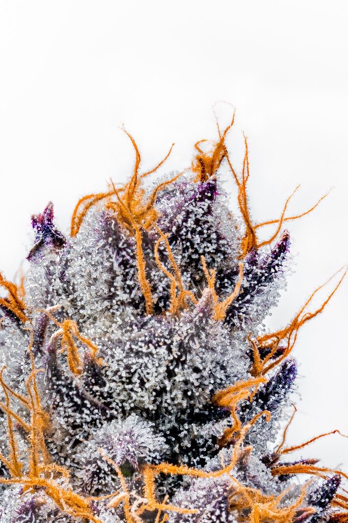sessionshigh's tweet photo. Good Macro Morning!
We are so excited to be working with such amazing strains.
This one here is Double Purple Pie ⁠by Tenzo Cannabis
#macro #macrophotography #perfection #photo #macroshot #Cannabis #cannabisculture #sessionshighlife #shotbysessions https://t.co/kc6APSmXLQ