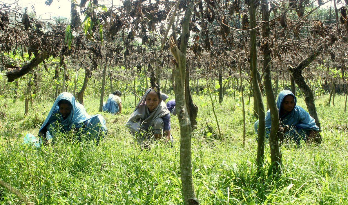 SreepurVillage's tweet image. In Sreepur Village's #fieldsofgreen grows hope and independence, enabling more rural women in #Bangladesh to be small farmers and sustaining a future life of food security and self-sufficiency.  #charity #FoodforThought