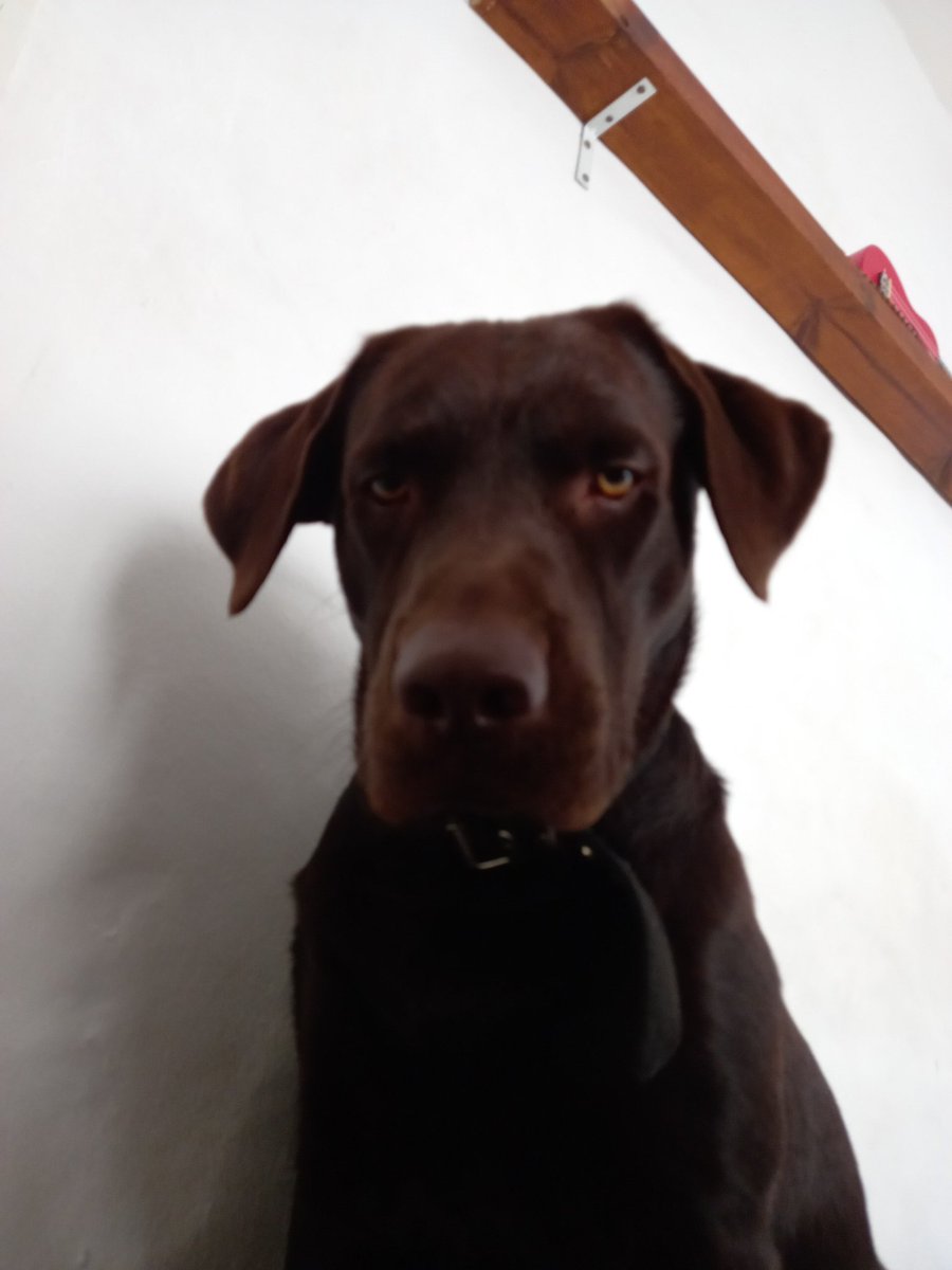 Maximo Graf tweet media