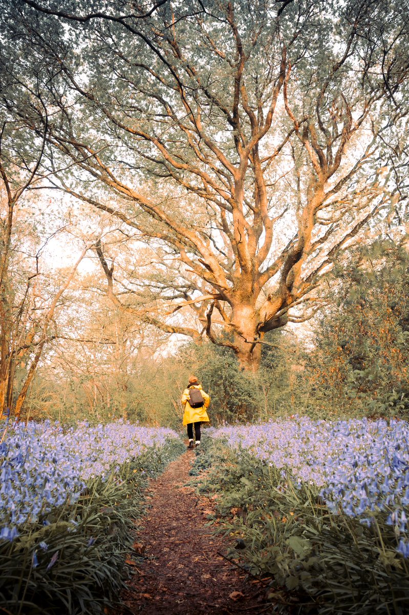 _karlosjones's tweet image. It’s that time of year again!

A morning walk out amongst the bluebells in deep Dorset woods was a particular highlight for me this week.

Show me your forest walk’s and/or bluebell shots and I’ll RT them all. 💙

#bluebellswoods
#forestcaptures
#whilewalking
