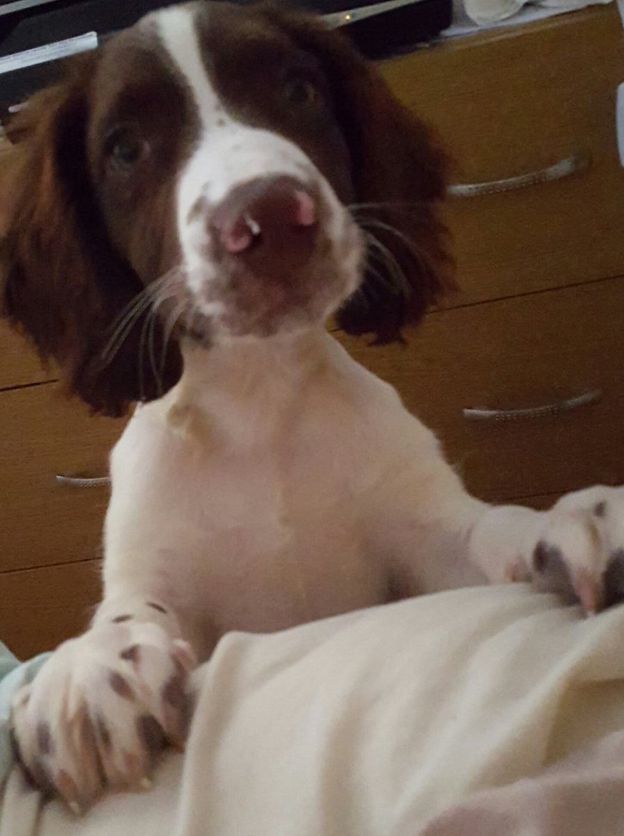 welshie29's tweet photo. My tattoo  design by my beautiful daughter ❤️ in memory of my beautiful Max 😢
Rip my boy 💙
#tattoo #memoryofpet #springer #myboy #max https://t.co/kDvUtMvg2J