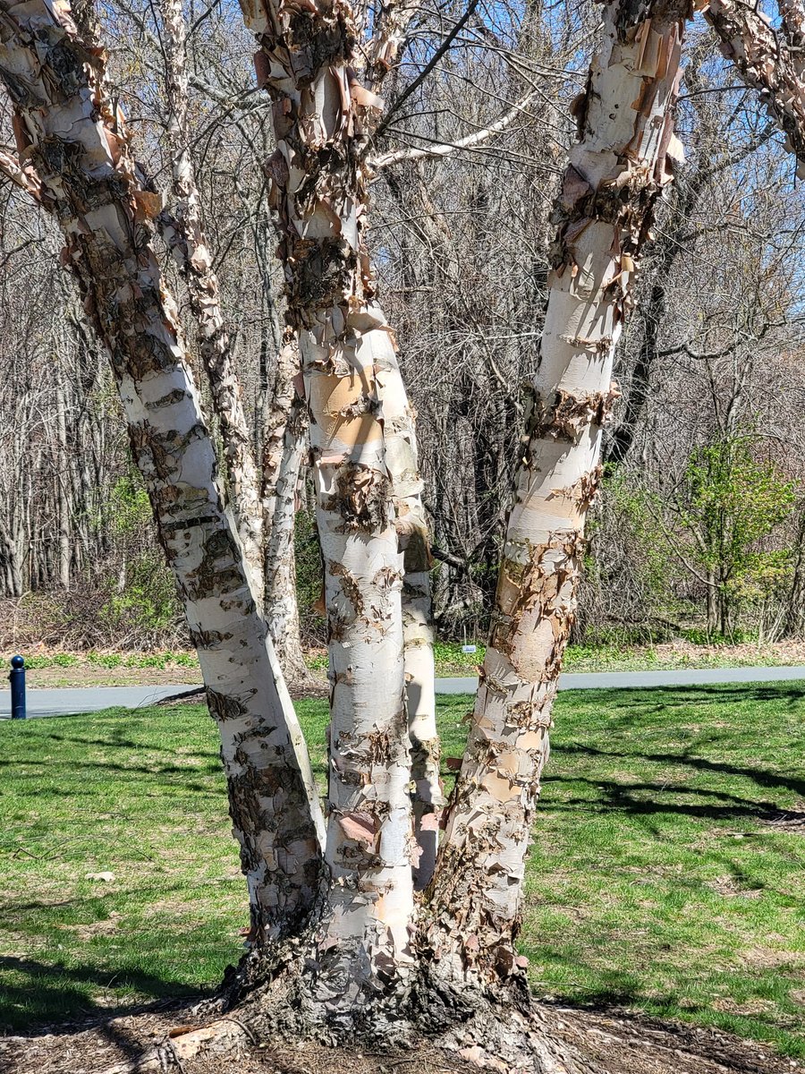 JPM_Mattai's tweet image. #AprilTextureChallenge