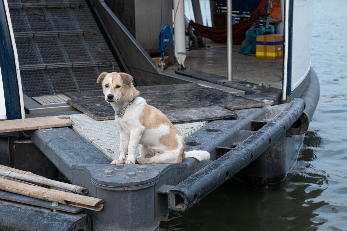 TheOceanCleanup's tweet photo. Two ocean systems and eight Interceptors later, here's our very first Interceptor dog to ensure things run smoothly and keep the local operators company onboard Interceptor 003 in Can Tho, Vietnam. 🇻🇳 https://t.co/3kRN5hi8bb