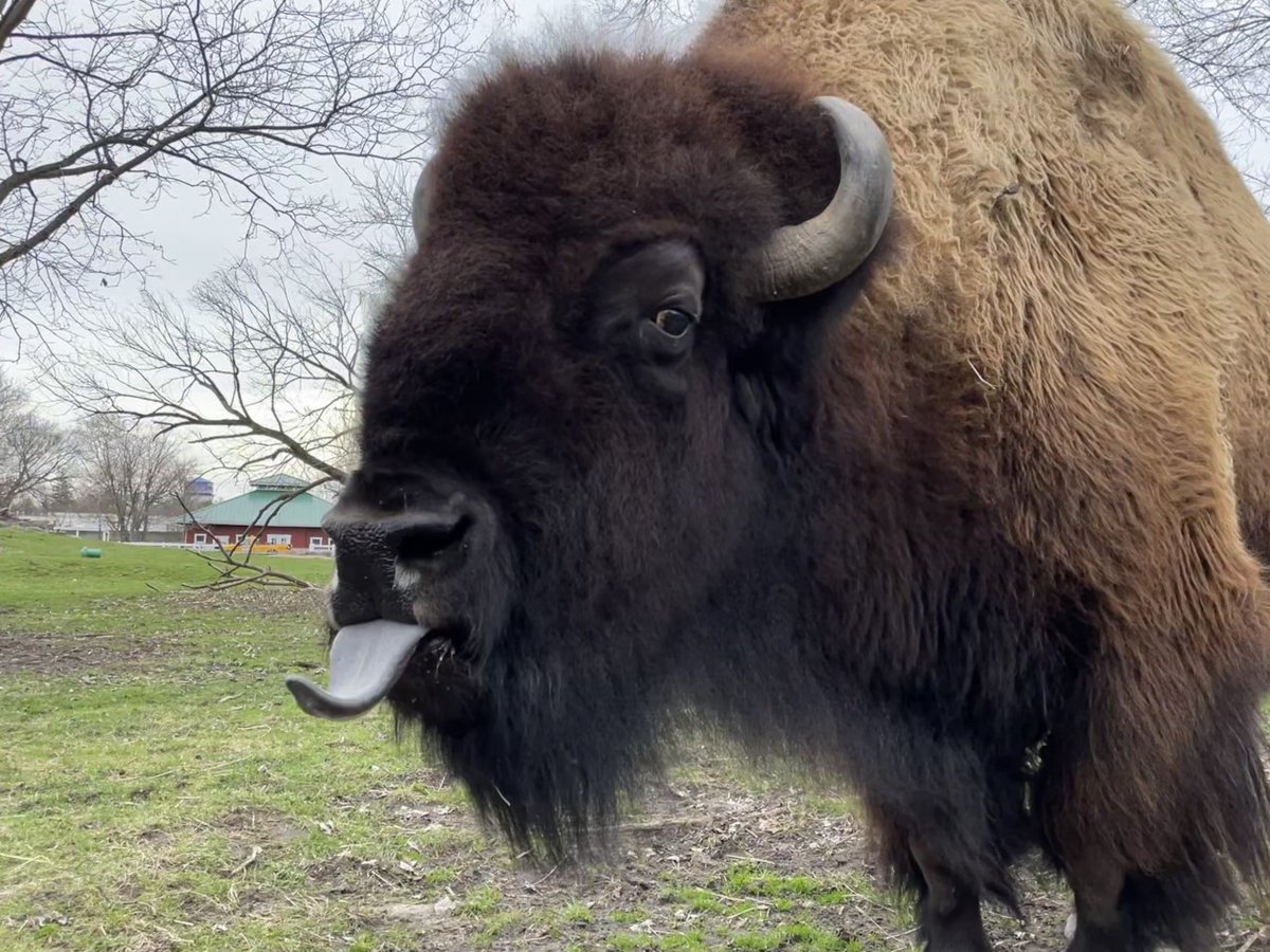 Detroit Zoo tweet media