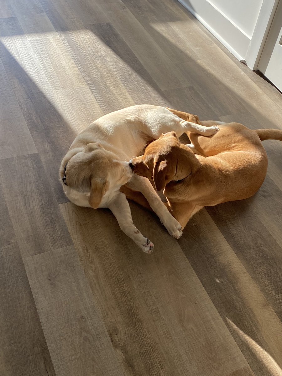 MaxChester21's tweet photo. ๐ถ๐๐ #MaxChester #puppylife #bestfriends #copperlab #puppiesoftwitter #yellowlab #cutedogs #puppylife #labradorretriever #thursdayvibes https://t.co/guI1cqwiFu