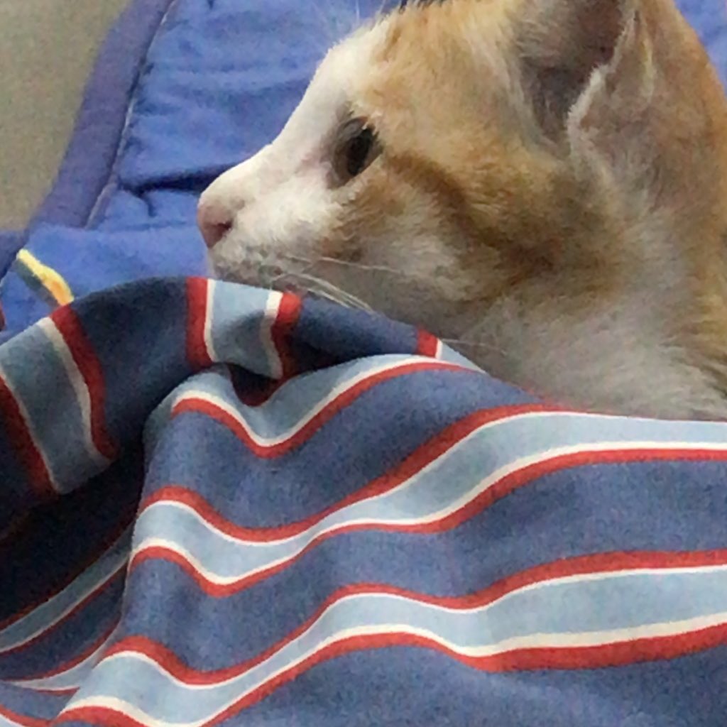 fnitexlukpair's tweet photo. เหม่อมองหน้าต่างที่มีฝนตก ชีวิตแมวนี้ดีจริงๆ https://t.co/OMO6BGieJM
