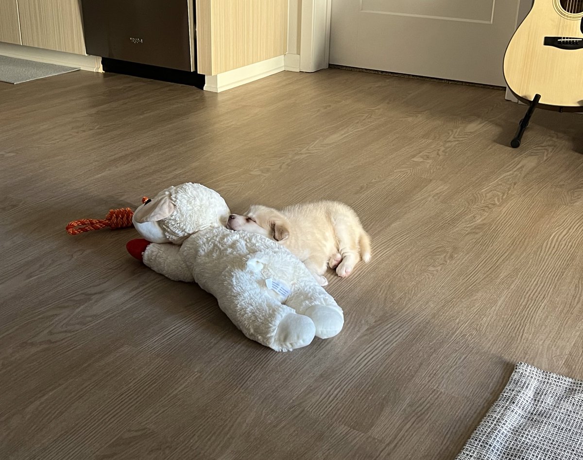 andrewzhangmd's tweet image. Also very proud of my new puppy Bailey! 6 weeks —&amp;gt; 6 months. 🤯🤯🤯