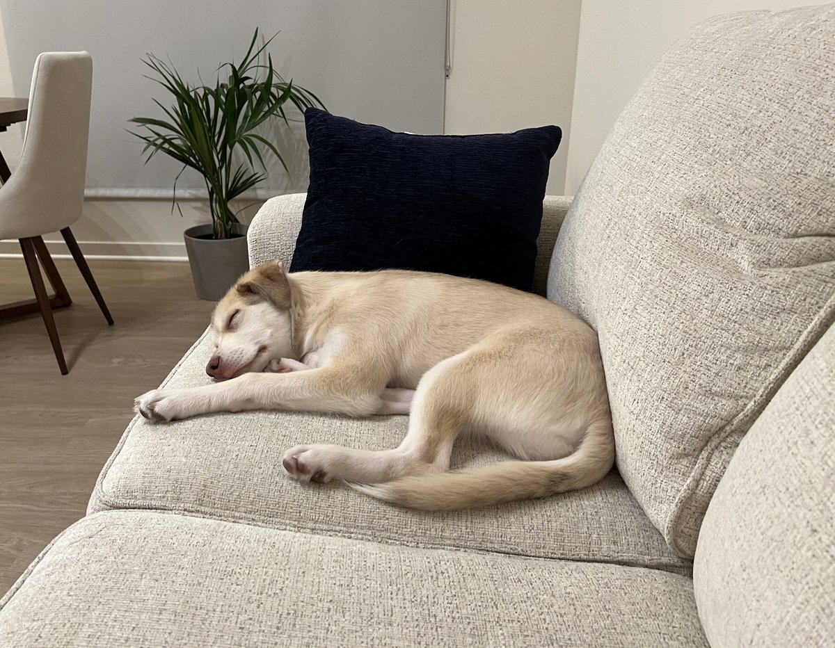 andrewzhangmd's tweet image. Also very proud of my new puppy Bailey! 6 weeks —&amp;gt; 6 months. 🤯🤯🤯