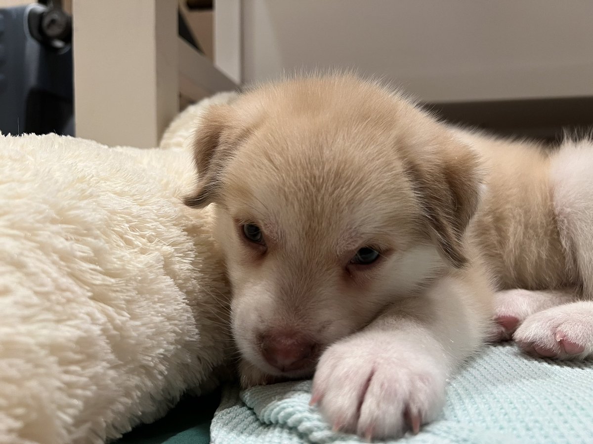 andrewzhangmd's tweet image. Also very proud of my new puppy Bailey! 6 weeks —&amp;gt; 6 months. 🤯🤯🤯