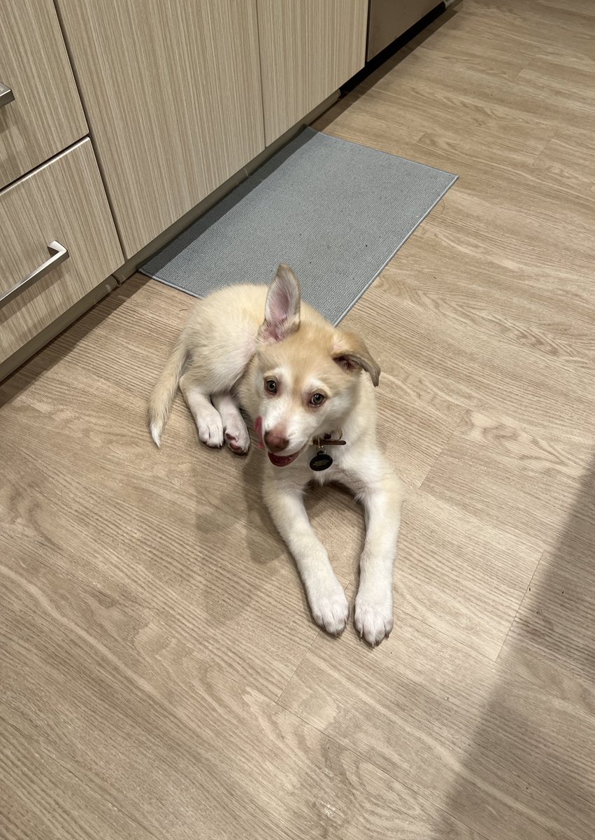 andrewzhangmd's tweet image. Also very proud of my new puppy Bailey! 6 weeks —&amp;gt; 6 months. 🤯🤯🤯