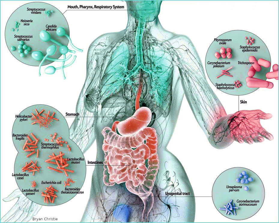 Bacteria en el estómago síntomas