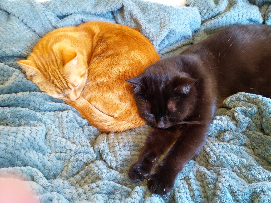 Roz Watkins tweet media