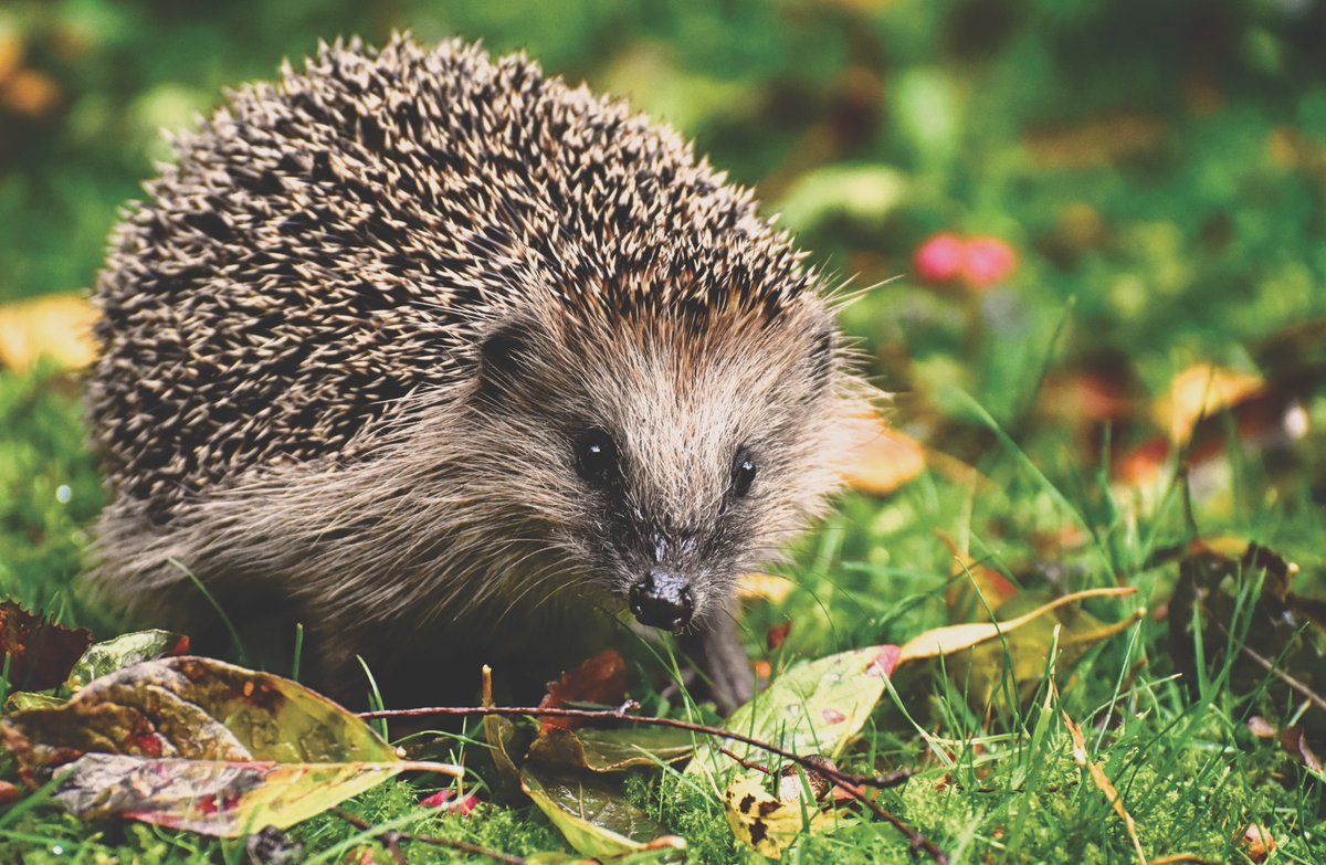 NutleysKG's tweet photo. Hoping to see some cute #hedgehogs in your garden? Here's some easy tips to invite them in:

🦔Make a gap under your fence for them to enter
🦔Create a wild corner where the plants go mad
🦔Put out food &amp; water

Shop #wildlife products 👉https://t.co/pz1xxwNo9P https://t.co/2aS0R8iDkw