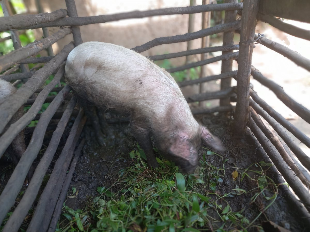 RwandaSunlight's tweet photo. With the aim to improve the livelihood of vulnerable communities @RwandaSunlight initiated them into piggery which has taken great strides in improving their farming experiences &amp; through the use of organic manure from the sty the produce from their farms has increased.
#farming https://t.co/qClsCMujJv