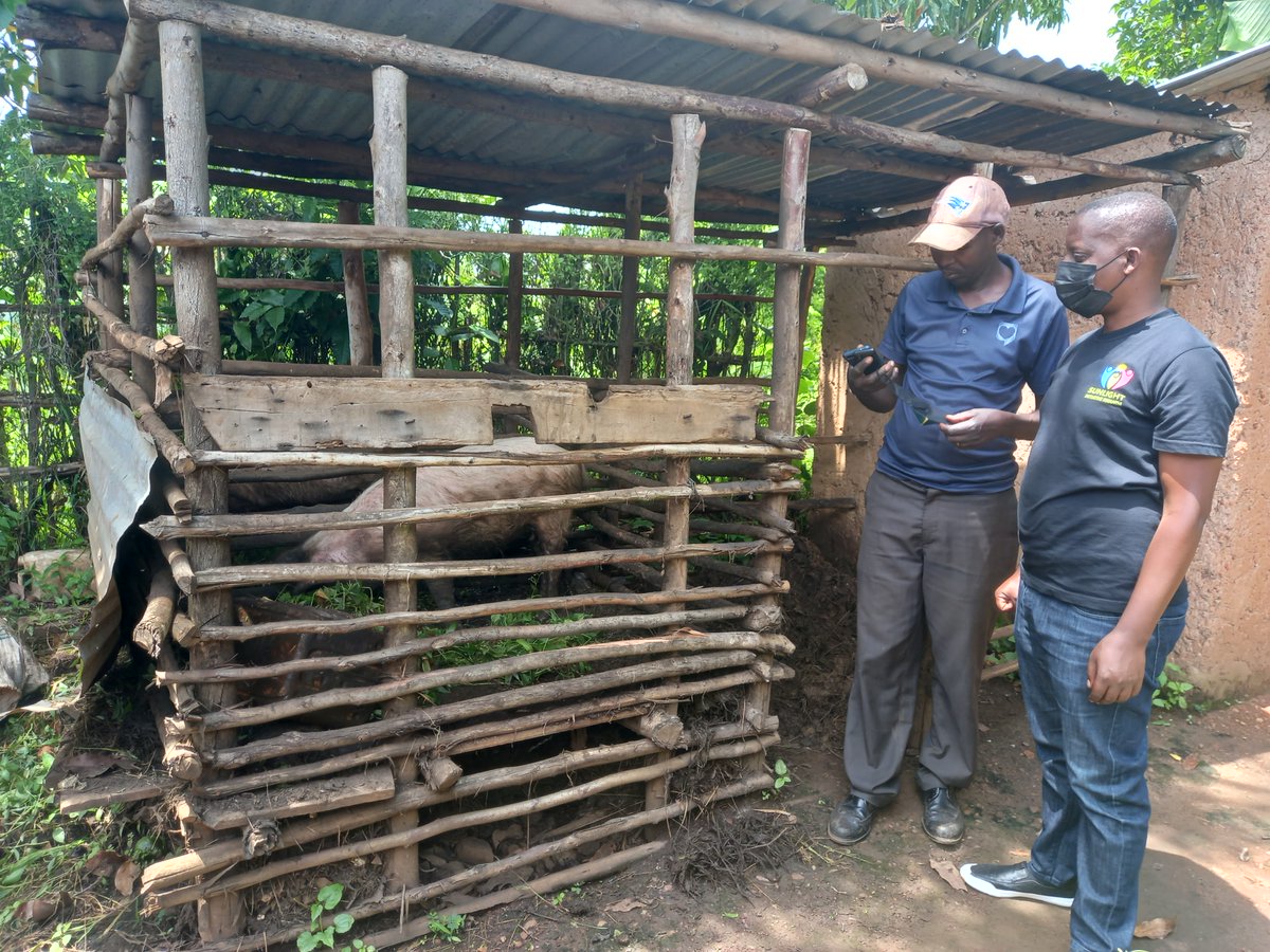 RwandaSunlight's tweet photo. With the aim to improve the livelihood of vulnerable communities @RwandaSunlight initiated them into piggery which has taken great strides in improving their farming experiences &amp; through the use of organic manure from the sty the produce from their farms has increased.
#farming https://t.co/qClsCMujJv