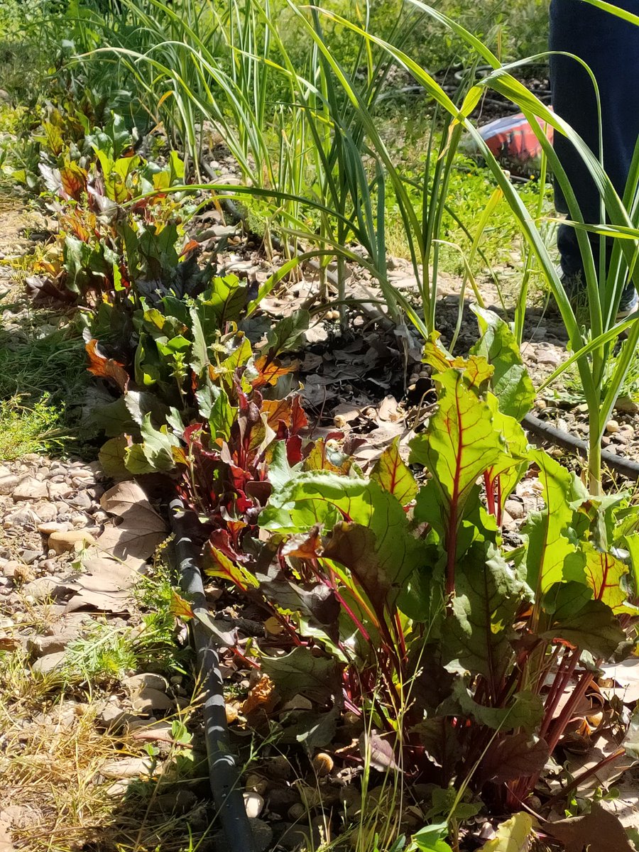 Vamos a empezar en breve la actividad sobre el huerto de la Facultad de Ciencias de la Educación. Con <a href="/aeBarbiana/">aeBarbiana</a>. ¡Os esperamos! #SemanaVerdeEcocampus