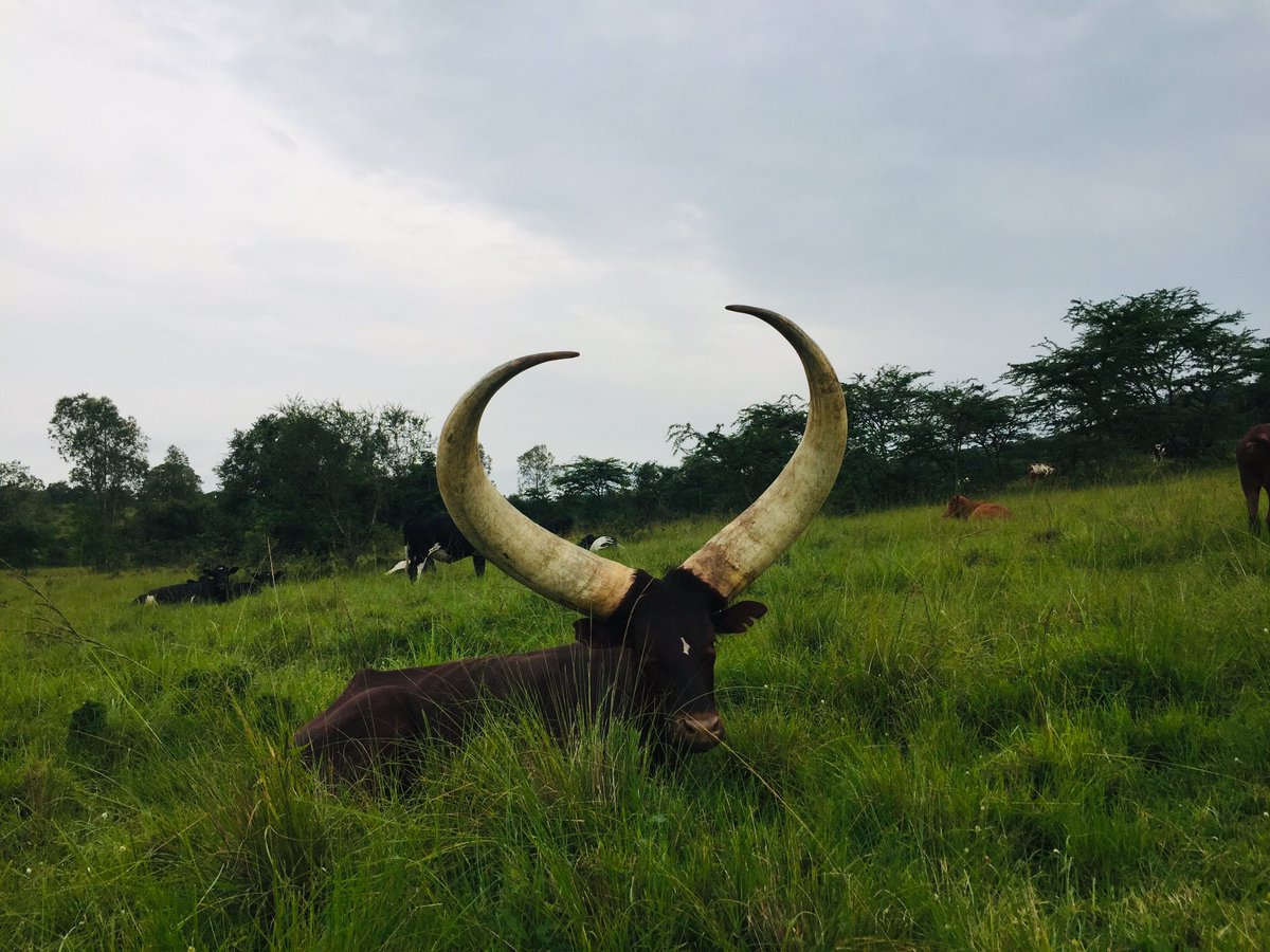 Novine_Farm's tweet photo. The BEAUTY of the horns of Ankole Cattle is not talked about enough

Let’s do a thread 🧵 of those beauties 
#AppreciationThread https://t.co/Y3VIAlNP1v