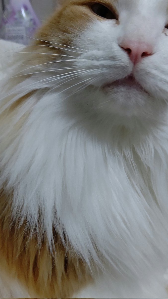 #ネコチャンカワイイ 