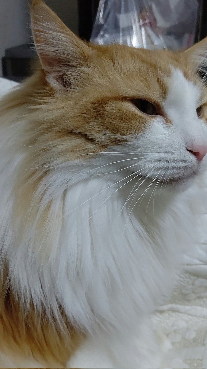 #ネコチャンカワイイ 