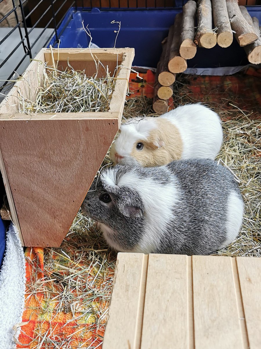 plushielabs's tweet photo. My supervisers today ❤️🐹 #wheekwheek https://t.co/hxthWFktYL