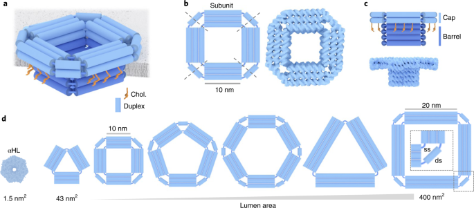 New content online: Highly shape- and size-tunable membrane nanopores made with DNA dlvr.it/SPP8Mm