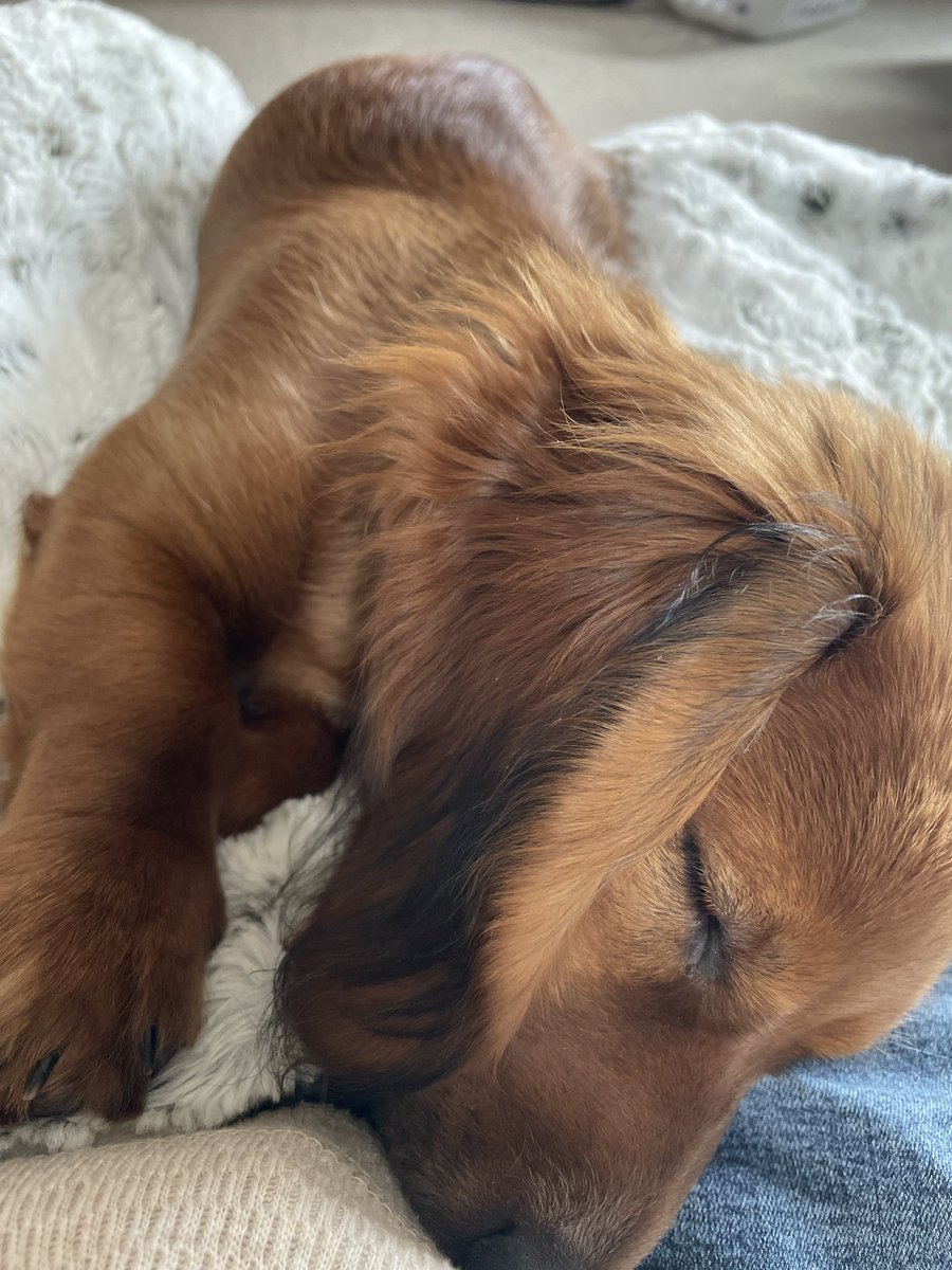 LongHairCharlie's tweet photo. Good morning all!  The ☀️ had finally started to show up a little around here. I thought it would never come. Also, I got a new toy yesterday… it looks like a toy anyway. 🐾🐾 
#barkley #training #sunshine #dogsoftwitter #dogsarelove #Dachshunds #bells https://t.co/BecYWEwZDg