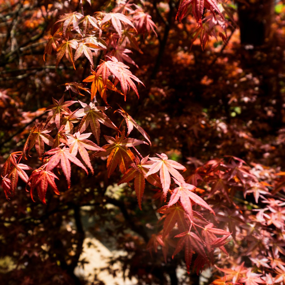 MEndlessjourney's tweet photo. 春に山で見た紅葉

#神奈川 #大山 #紅葉 #登山 #landscape #natural #誰か見せたい風景 #旅行が好き #simple https://t.co/NrrKTovQb8